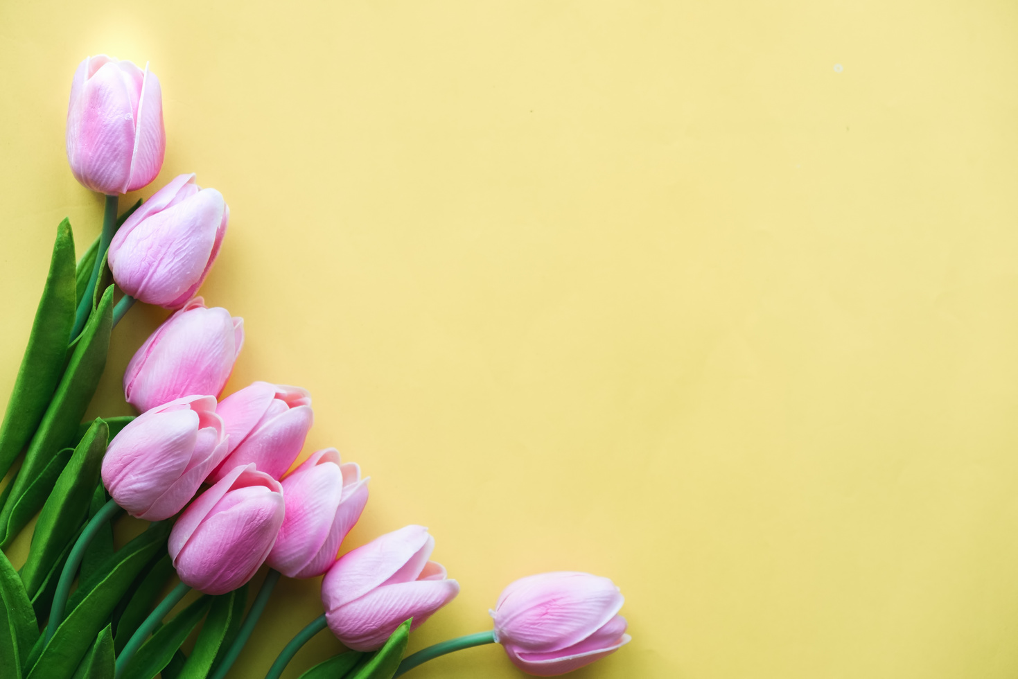 Spring Flower Pink Tulips Bouquet on Yellow Background. a Gift T