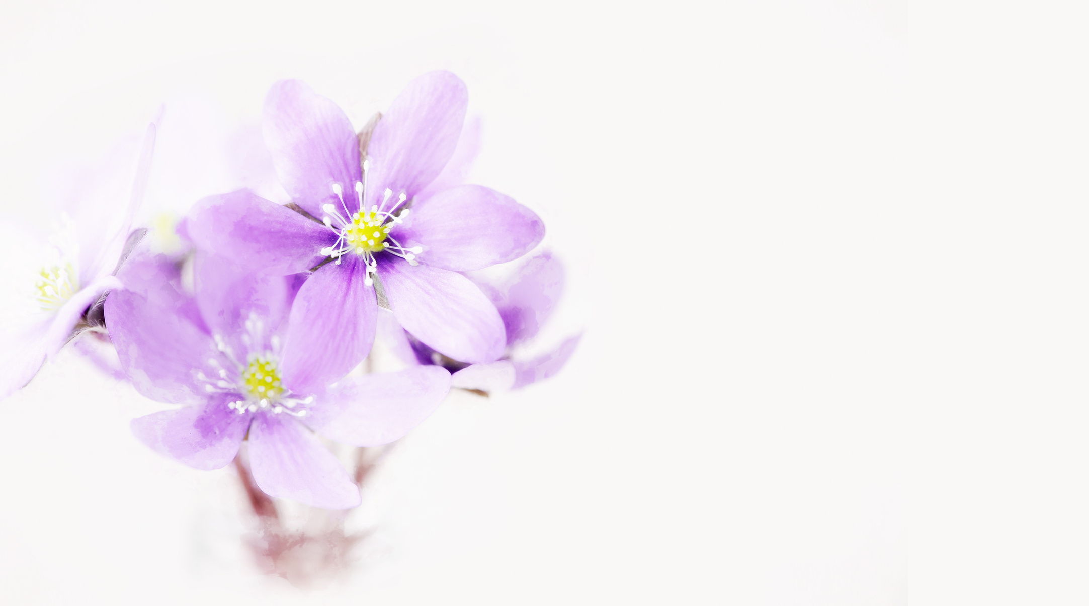 Beautiful Purple Flowers